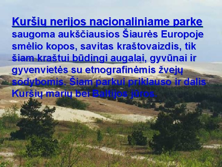 Kuršių nerijos nacionaliniame parke saugoma aukščiausios Šiaurės Europoje smėlio kopos, savitas kraštovaizdis, tik šiam