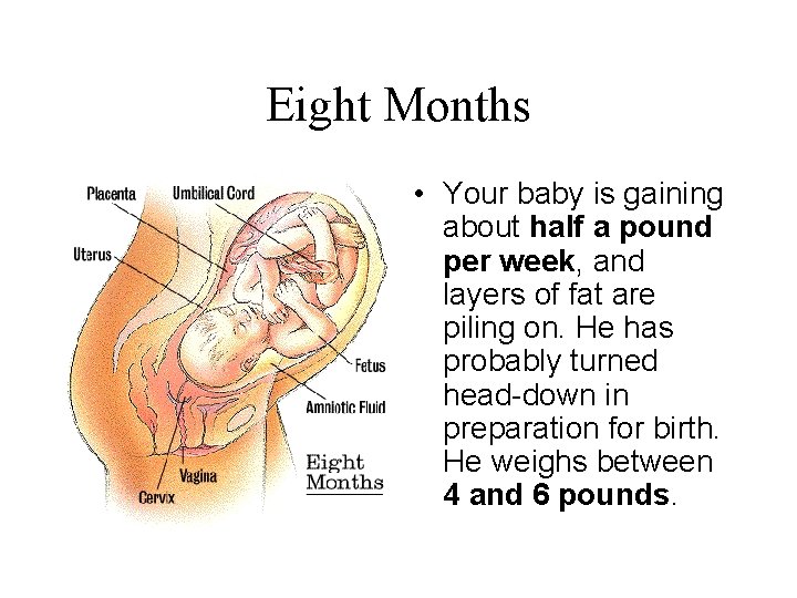 Eight Months • Your baby is gaining about half a pound per week, and
