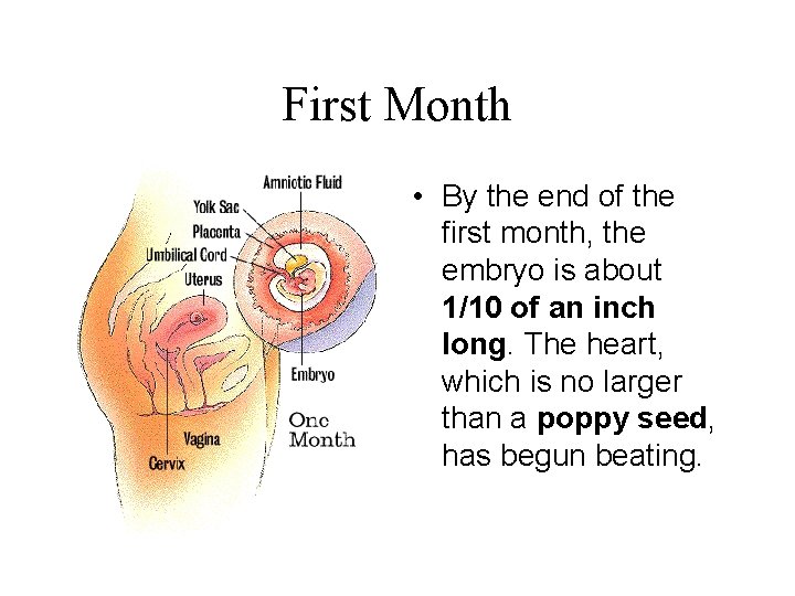 First Month • By the end of the first month, the embryo is about