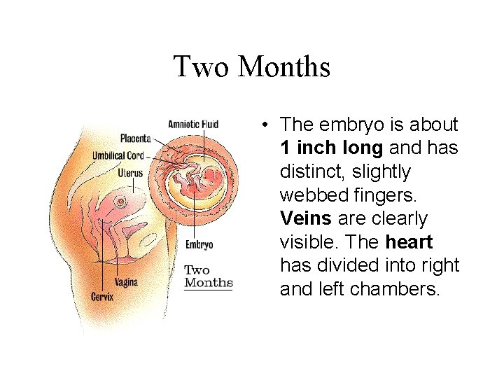 Two Months • The embryo is about 1 inch long and has distinct, slightly
