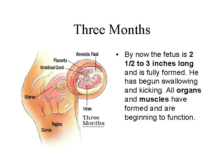 Three Months • By now the fetus is 2 1/2 to 3 inches long