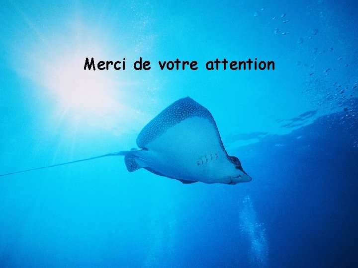 Merci de votre attention 