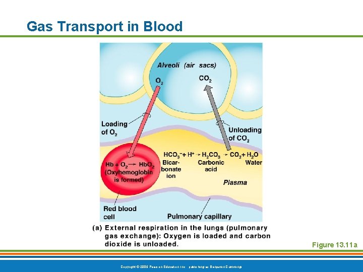 Gas Transport in Blood Figure 13. 11 a Copyright © 2009 Pearson Education, Inc.