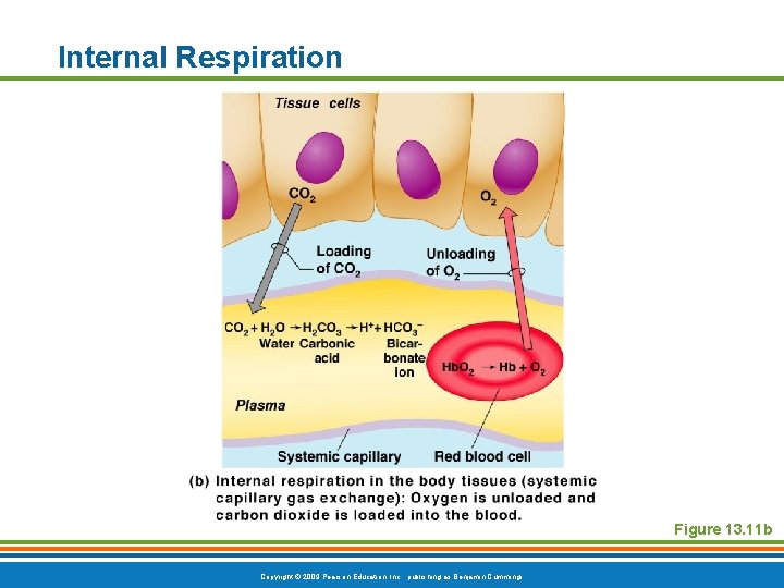 Internal Respiration Figure 13. 11 b Copyright © 2009 Pearson Education, Inc. , publishing