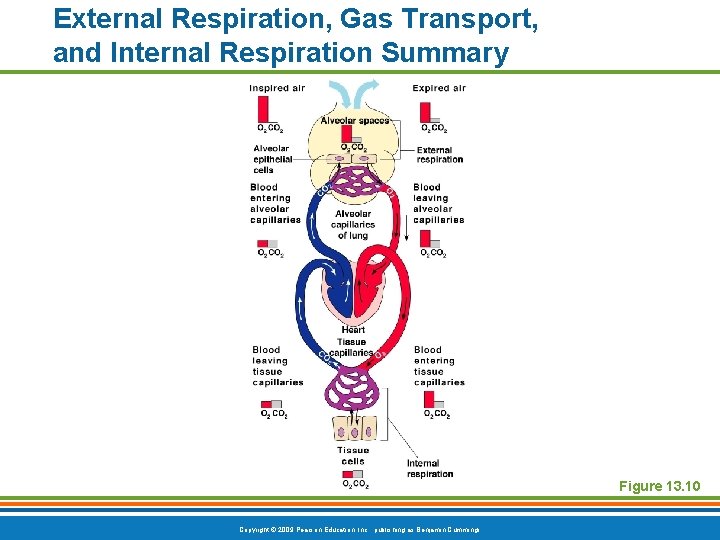 External Respiration, Gas Transport, and Internal Respiration Summary Figure 13. 10 Copyright © 2009