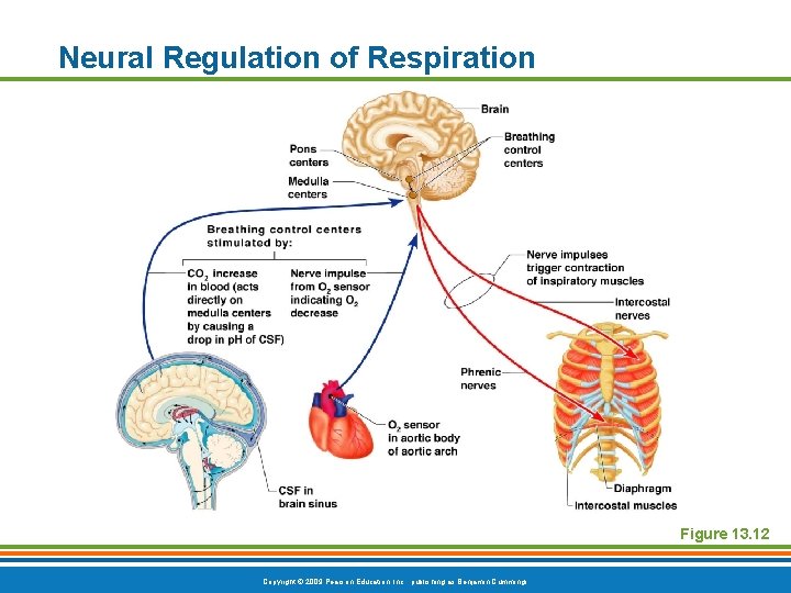 Neural Regulation of Respiration Figure 13. 12 Copyright © 2009 Pearson Education, Inc. ,