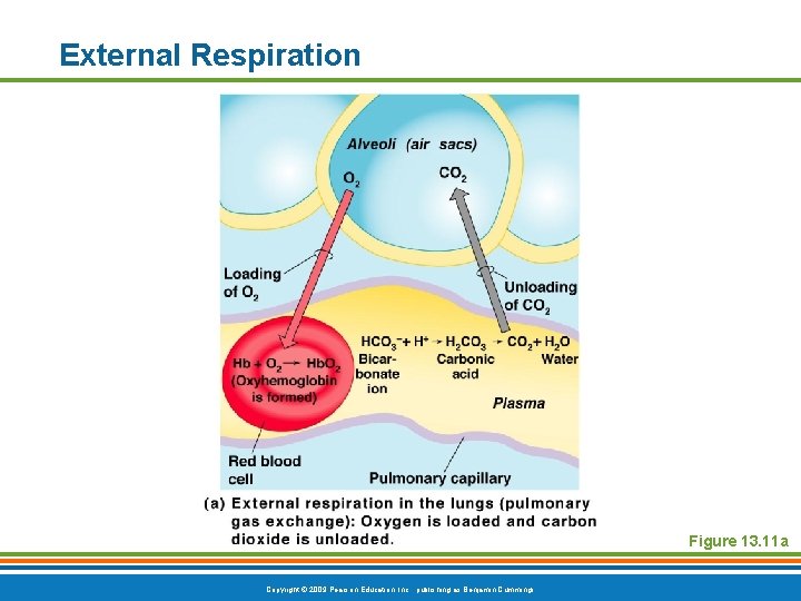 External Respiration Figure 13. 11 a Copyright © 2009 Pearson Education, Inc. , publishing