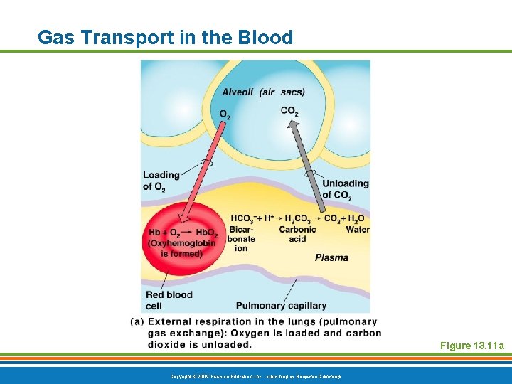 Gas Transport in the Blood Figure 13. 11 a Copyright © 2009 Pearson Education,