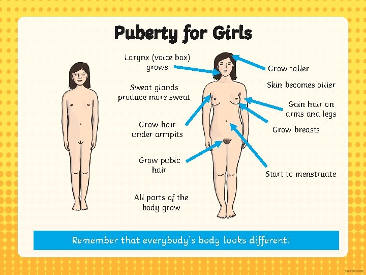 Puberty for Girls Larynx (voice box) grows Sweat glands produce more sweat Grow hair