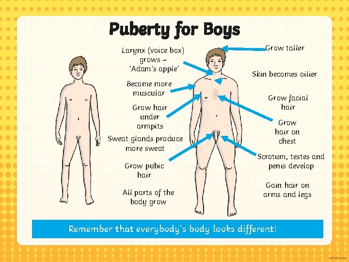 Puberty for Boys Larynx (voice box) grows – ‘Adam’s apple’ Become more muscular Grow