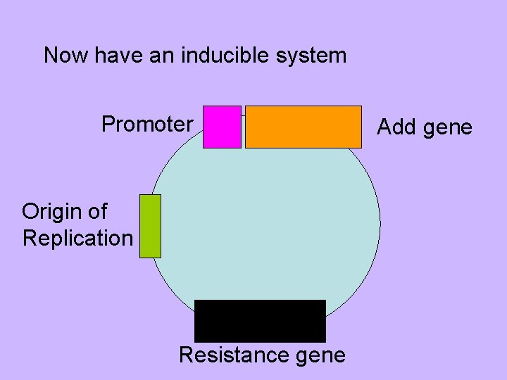 Now have an inducible system Promoter Origin of Replication Resistance gene Add gene 
