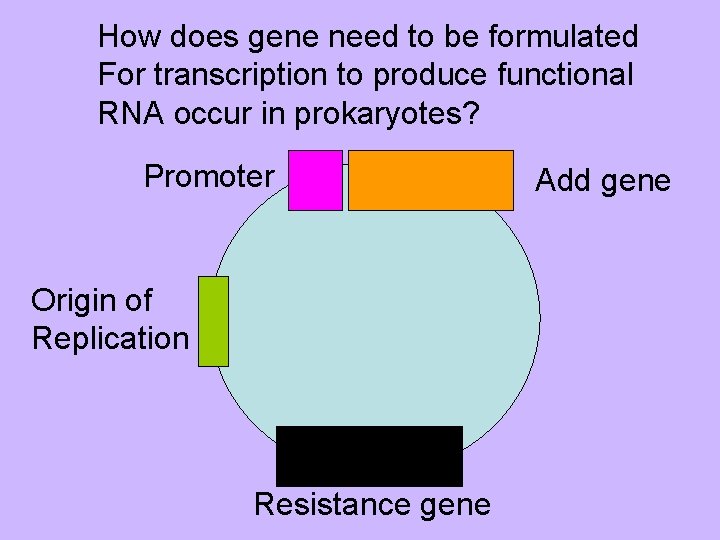 How does gene need to be formulated For transcription to produce functional RNA occur