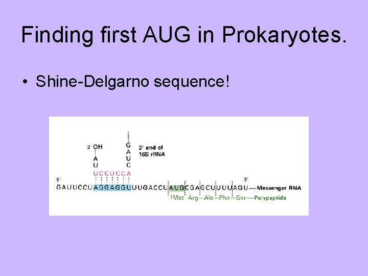 Finding first AUG in Prokaryotes. • Shine-Delgarno sequence! 