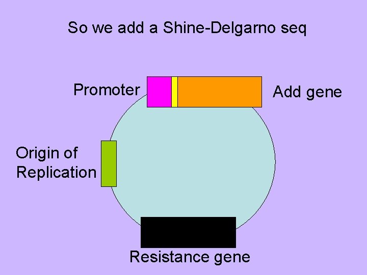 So we add a Shine-Delgarno seq Promoter Origin of Replication Resistance gene Add gene