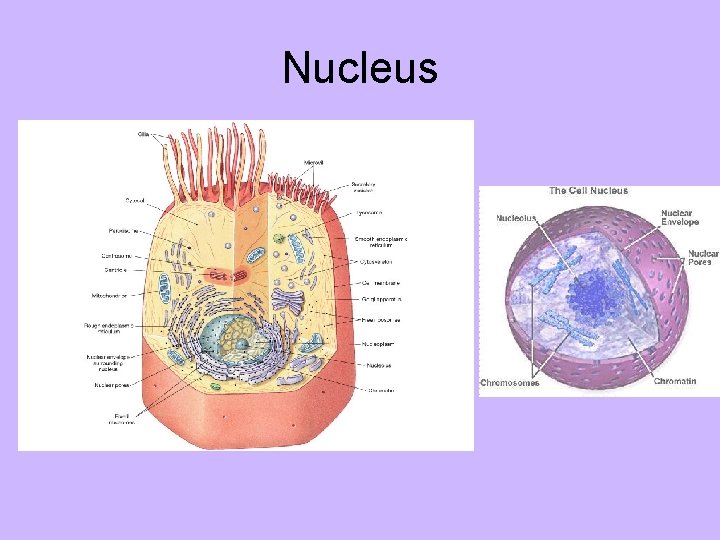Nucleus 