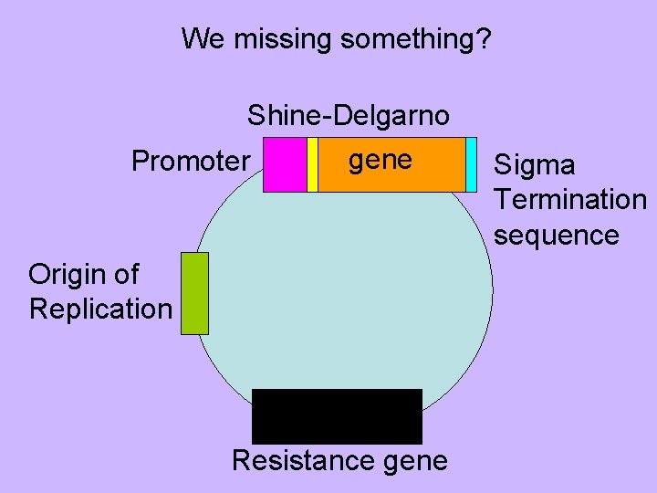We missing something? Shine-Delgarno Promoter gene Origin of Replication Resistance gene Sigma Termination sequence