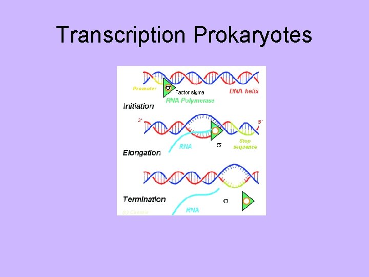 Transcription Prokaryotes 