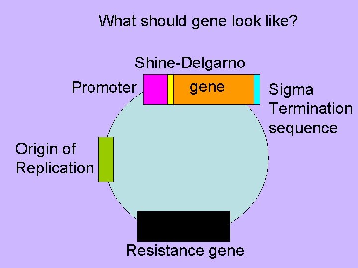 What should gene look like? Shine-Delgarno Promoter gene Origin of Replication Resistance gene Sigma