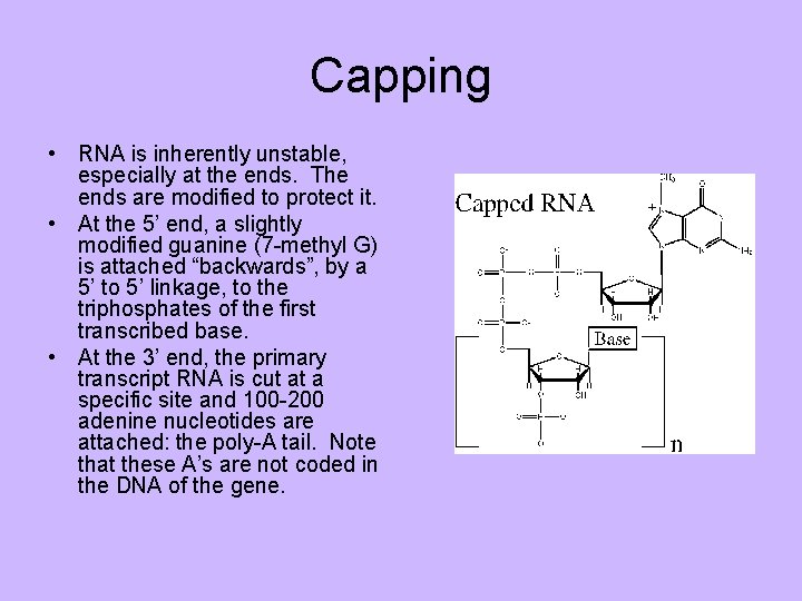 Capping • RNA is inherently unstable, especially at the ends. The ends are modified