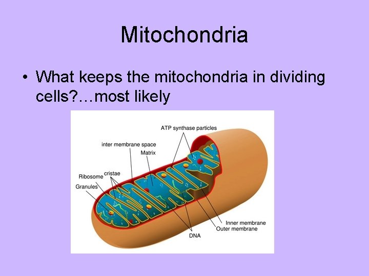 Mitochondria • What keeps the mitochondria in dividing cells? …most likely 