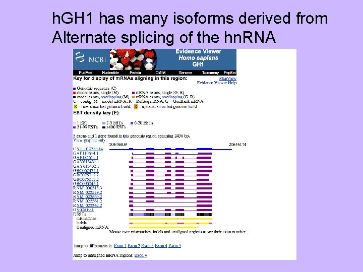 h. GH 1 has many isoforms derived from Alternate splicing of the hn. RNA