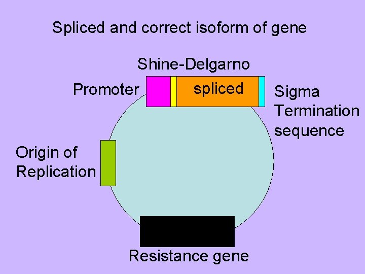 Spliced and correct isoform of gene Shine-Delgarno Promoter spliced Origin of Replication Resistance gene