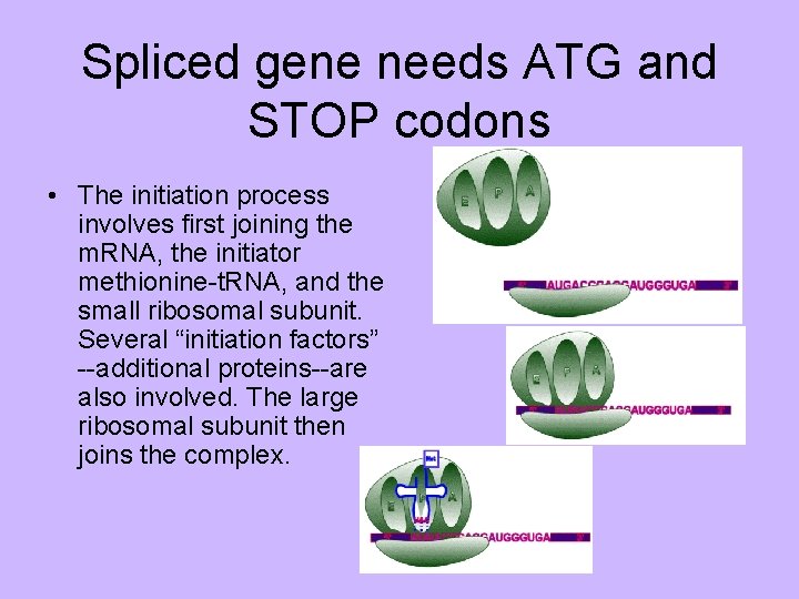 Spliced gene needs ATG and STOP codons • The initiation process involves first joining