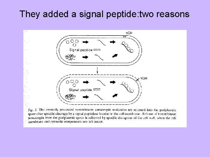 They added a signal peptide: two reasons 