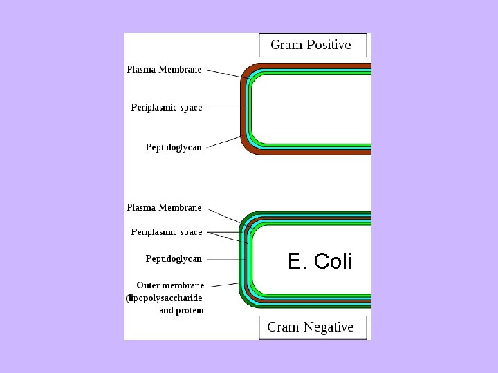 E. Coli 