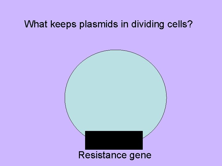 What keeps plasmids in dividing cells? Resistance gene 