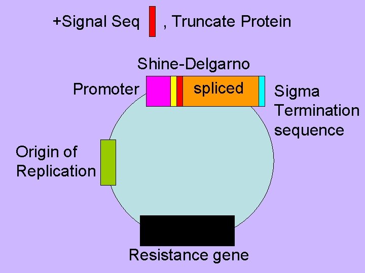 +Signal Seq , Truncate Protein Shine-Delgarno Promoter spliced Origin of Replication Resistance gene Sigma