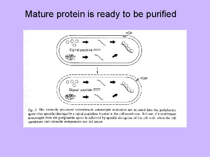 Mature protein is ready to be purified 