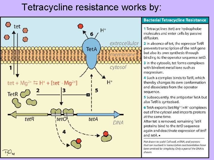Tetracycline resistance works by: 
