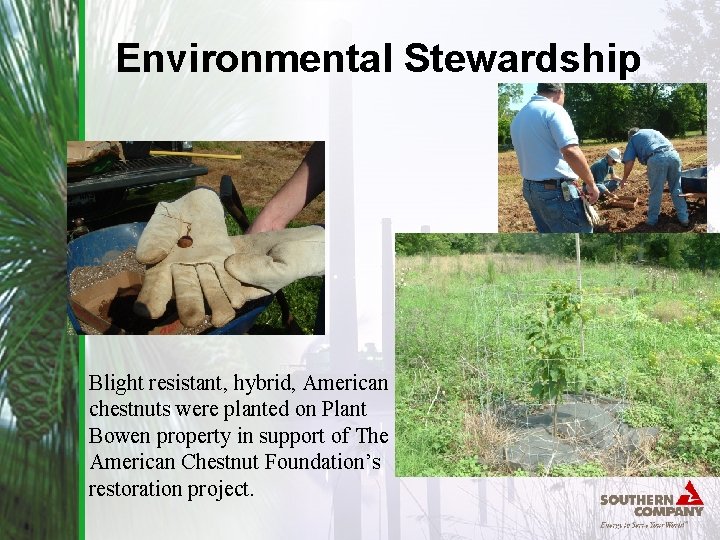 Environmental Stewardship Blight resistant, hybrid, American chestnuts were planted on Plant Bowen property in