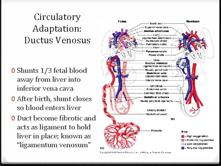 Circulatory Adaptation: Ductus Venosus 0 Shunts 1/3 fetal blood away from liver into inferior