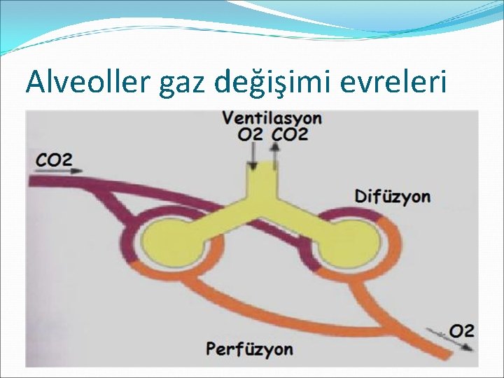 Alveoller gaz değişimi evreleri 
