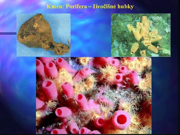 Kmen: Porifera – živočišné hubky 