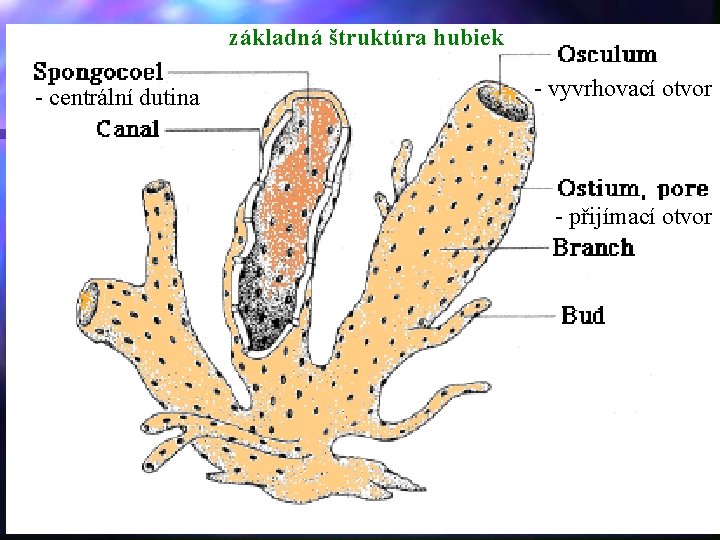 základná štruktúra hubiek - centrální dutina - vyvrhovací otvor - přijímací otvor 