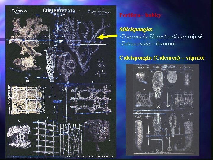 Porifera - hubky Silicispongia: -Triaxonida-Hexactinellida-trojosé -Tetraxonida – štvorosé Calcispongia (Calcarea) – vápnité 