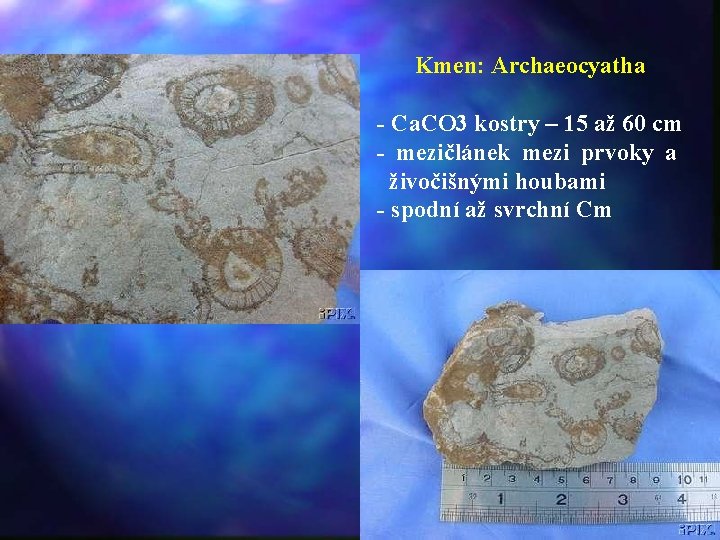 Kmen: Archaeocyatha - Ca. CO 3 kostry – 15 až 60 cm - mezičlánek