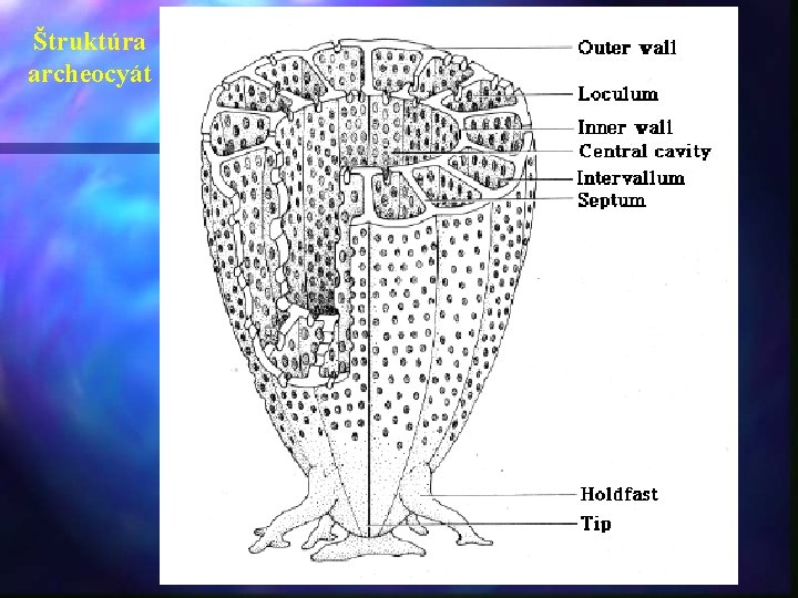 Štruktúra archeocyát 