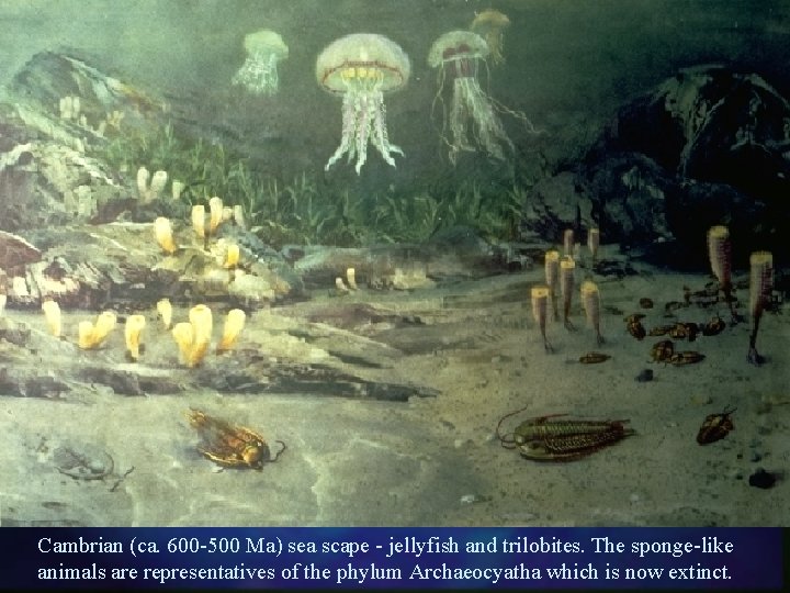Cambrian (ca. 600 -500 Ma) sea scape - jellyfish and trilobites. The sponge-like animals