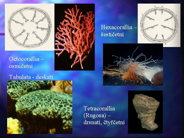 Hexacorallia – šestičetní Octocorallia – osmičetní Tabulata - deskatí Tetracorallia (Rugosa) – drsnatí, čtyřčetní