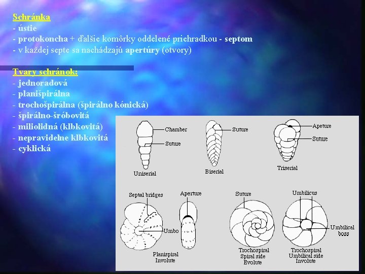 Schránka - ústie - protokoncha + ďalšie komôrky oddelené priehradkou - septom - v