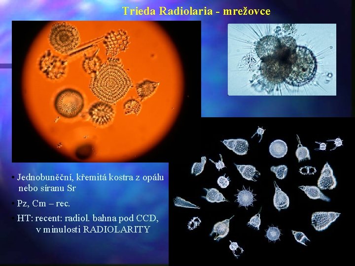 Trieda Radiolaria - mrežovce • Jednobuněční, křemitá kostra z opálu nebo síranu Sr •