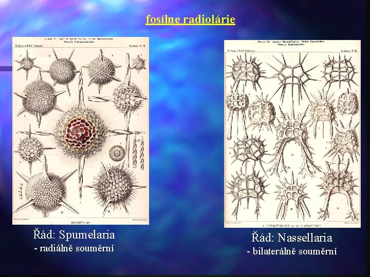 fosílne radiolárie Řád: Spumelaria - radiálně souměrní Řád: Nassellaria - bilaterálně souměrní 
