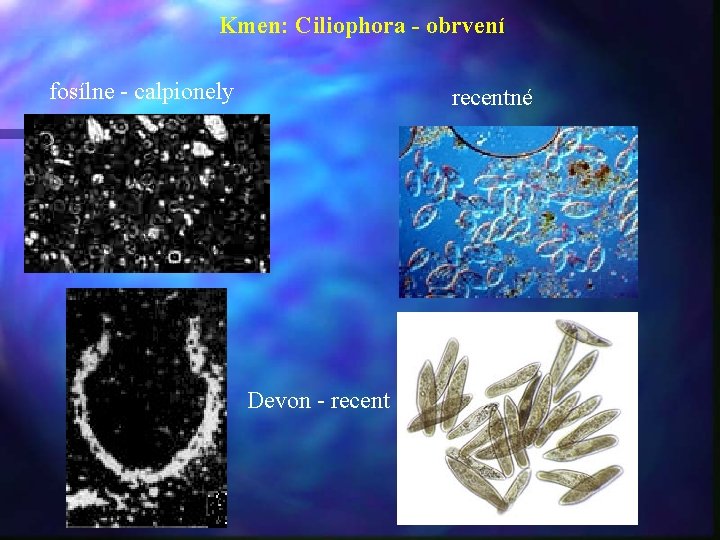 Kmen: Ciliophora - obrvení fosílne - calpionely recentné Devon - recent 