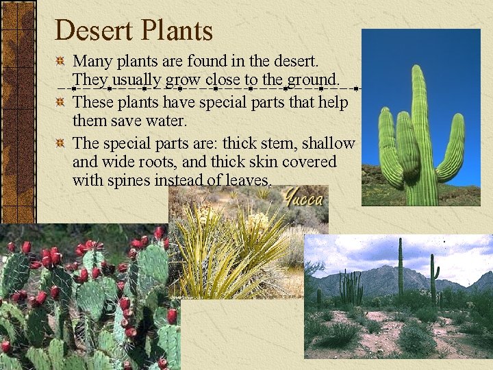 Desert Plants Many plants are found in the desert. They usually grow close to Desert Plants Many plants are found in the desert. They usually grow close to