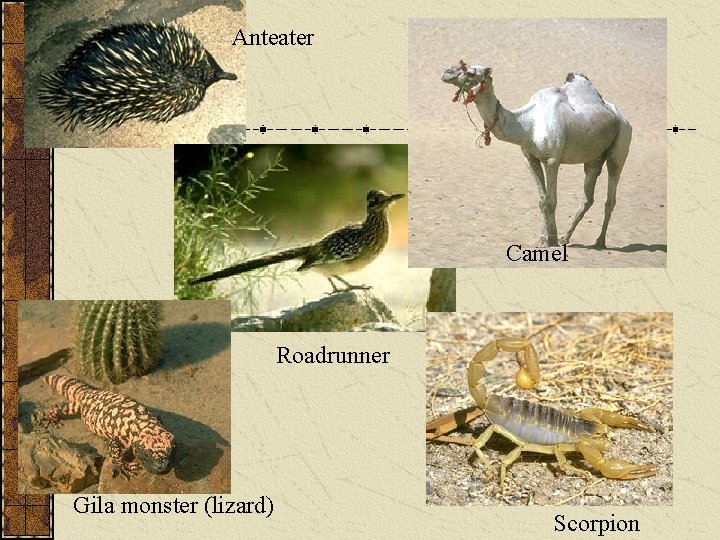 Anteater Camel Roadrunner Gila monster (lizard) Scorpion 