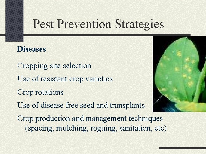 Pest Prevention Strategies Diseases Cropping site selection Use of resistant crop varieties Crop rotations